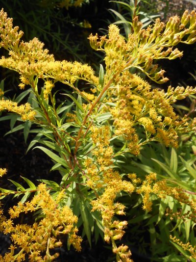 Solidago canadensis Kanadische Goldrute