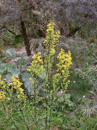 Solidago virgaurea