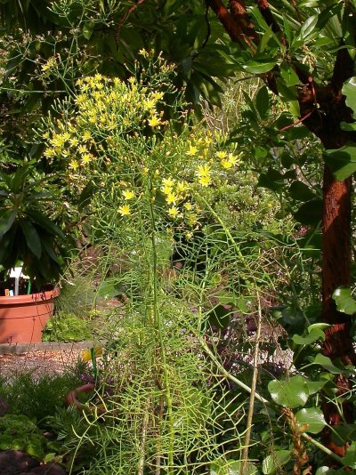 Sonchus leptocephalus