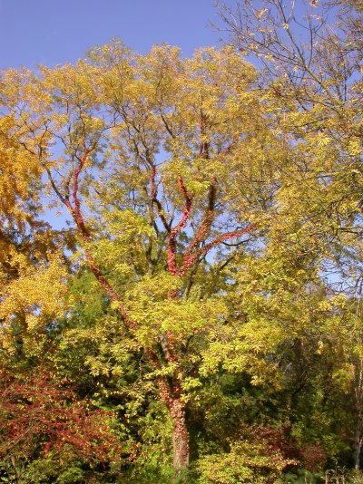 Sophora japonica