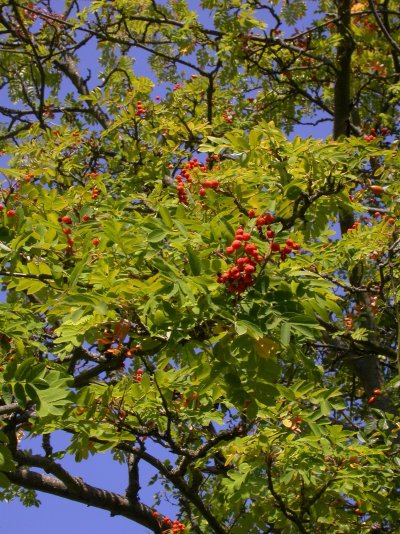 Sorbus aucuparia