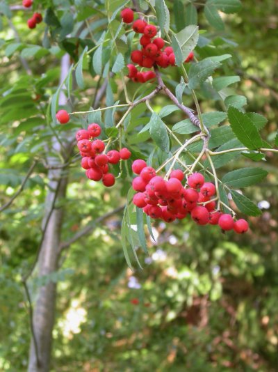 Sorbus decora