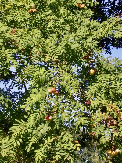 Sorbus domestica