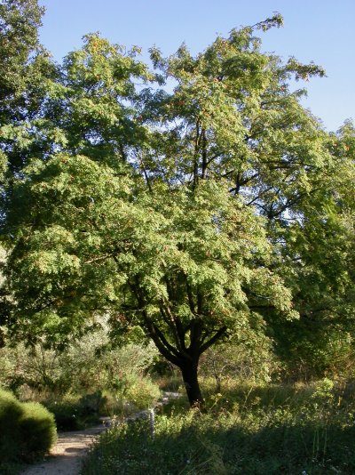 Sorbus domestica