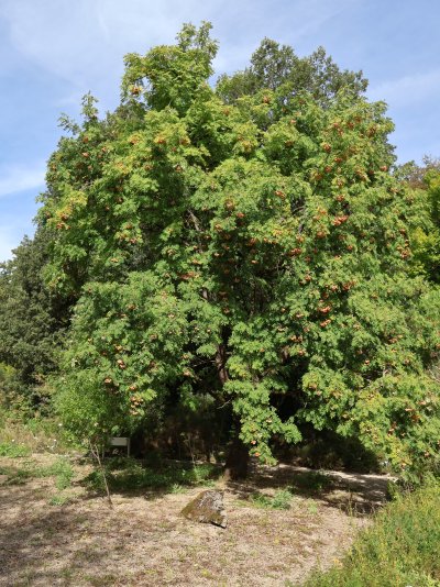 Sorbus domestica