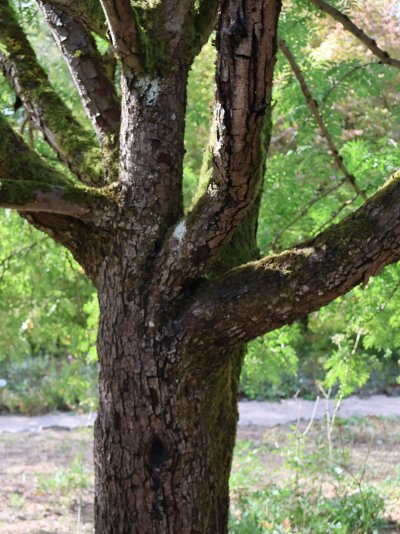 Sorbus domestica