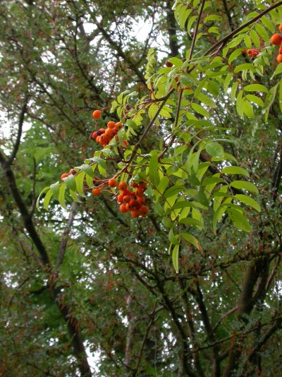 Sorbus aucuparia ’Edulis’