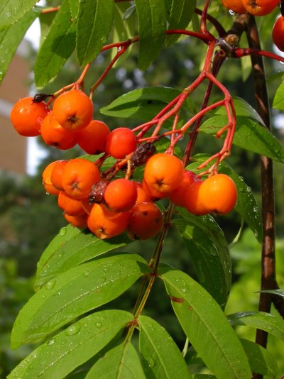 Sorbus aucuparia ’Edulis’