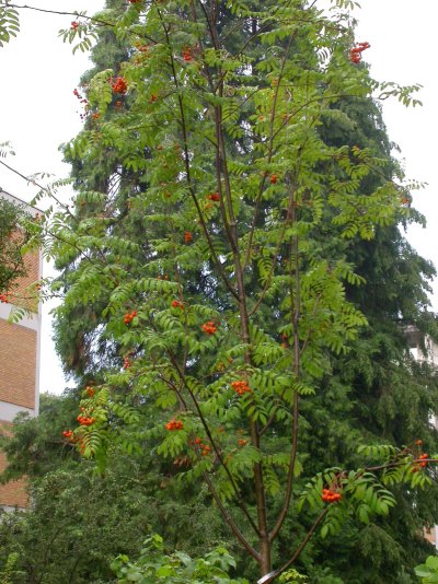 Sorbus aucuparia ’Edulis’