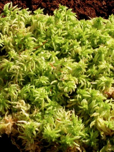 Sphagnum palustre