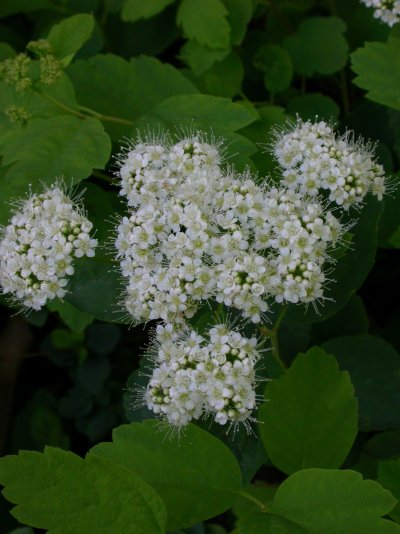 Spiraea betulifolia var. lucida Spiraea betulifolia var. lucida