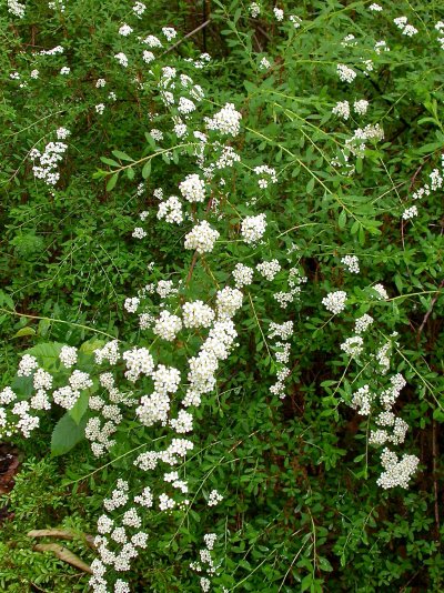 Spiraea nipponica