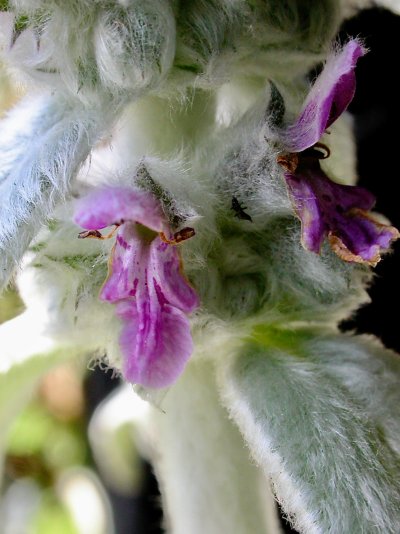 Stachys byzantina