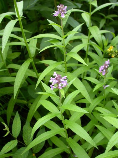 Stachys palustris