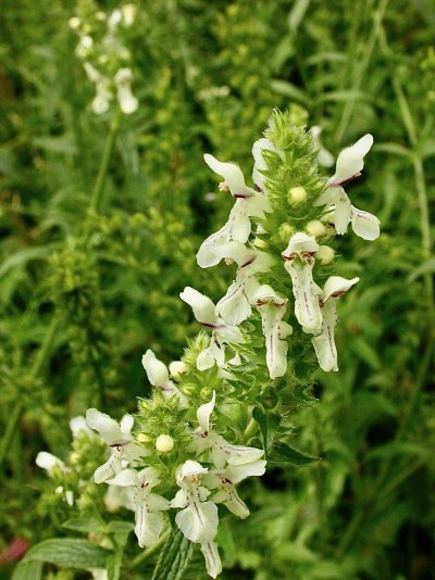 Stachys recta