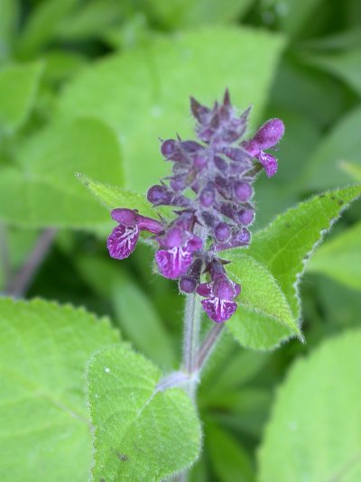 Stachys sylvatica
