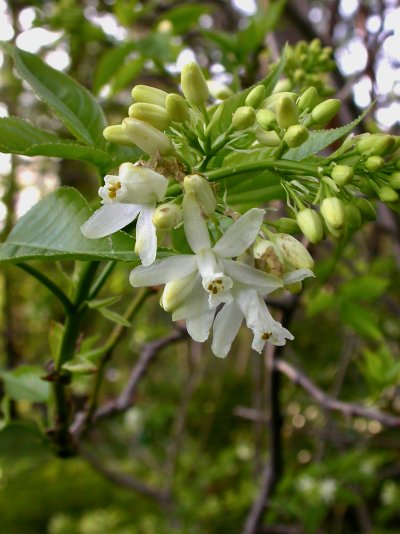 Staphylea colchica