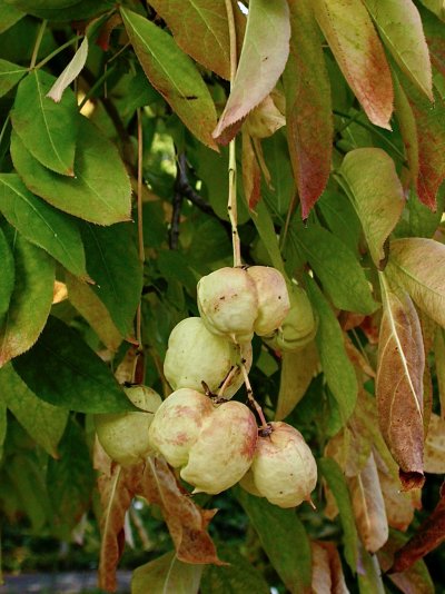 Staphylea pinnata