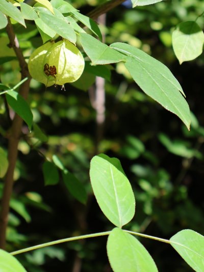 Staphylea trifolia