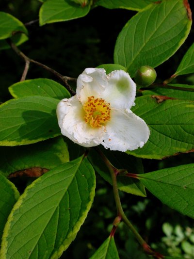 Stewartia pseudocamellia Stewartia pseudocamellia