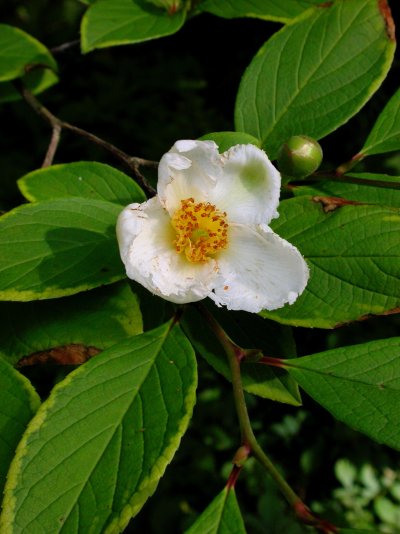 Stewartia pseudocamellia