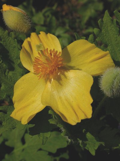 Stylophorum diphyllum Stylophorum diphyllum