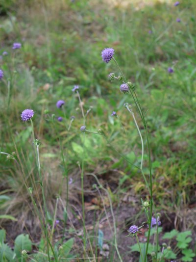 Succisa pratensis