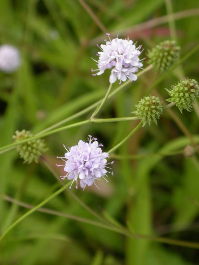 Succisella inflexa