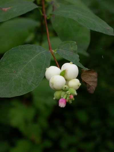 Symphoricarpos albus