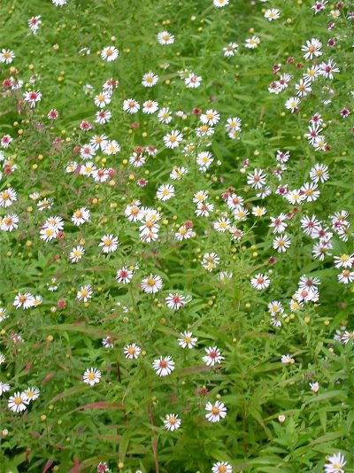 Symphyotrichum ericoides (= Aster ericoides)