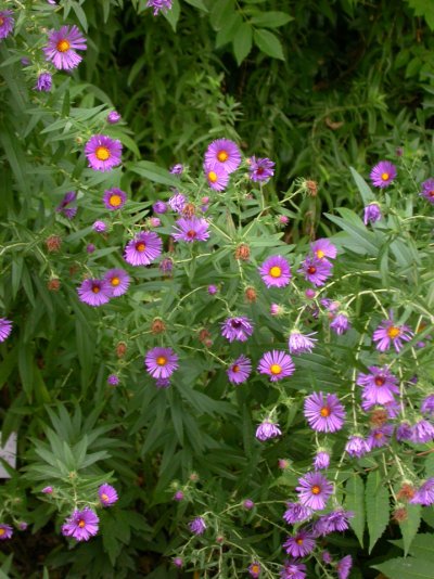 Symphyotrichum novae-angliae (=Aster n.-a.)