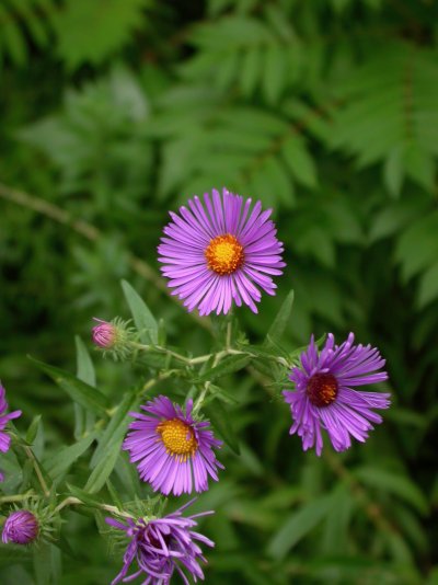 Symphyotrichum novae-angliae