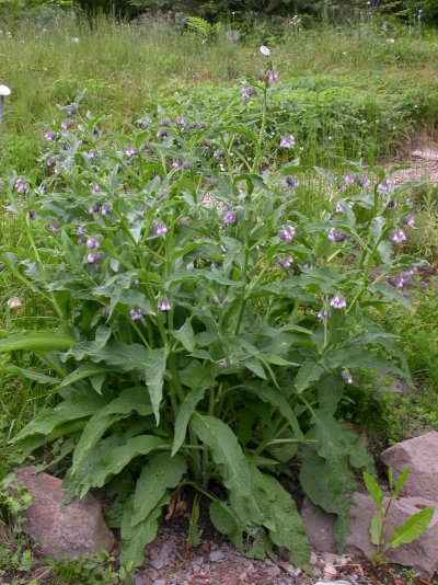 Symphytum officinale