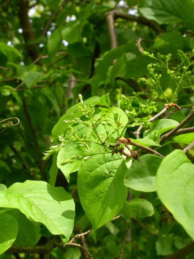 Syringa reticulata subsp. amurensis