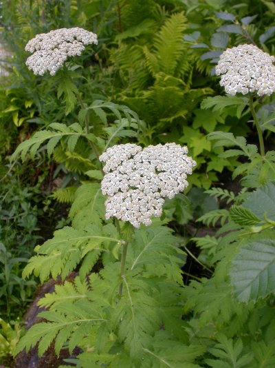 Tanacetum macrophyllum