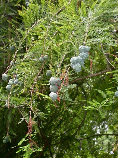 Taxodium distichum