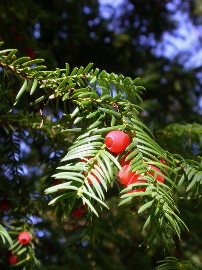 Taxus baccata weibl.