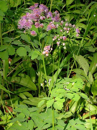 Thalictrum aquilegifolium Thalictrum aquilegifolium
