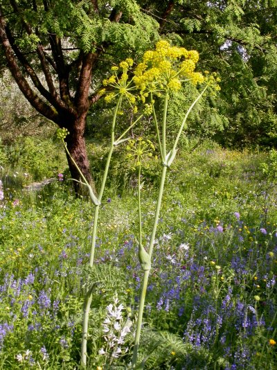 Thapsia villosa