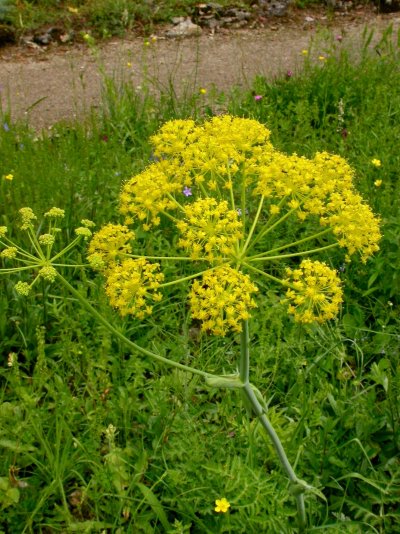 Thapsia villosa Blüte