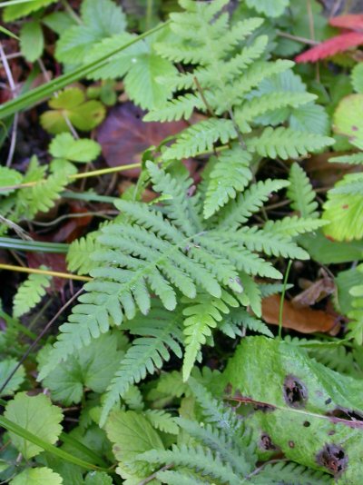 Thelypteris limbosperma