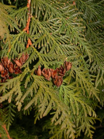 Thuja occidentalis