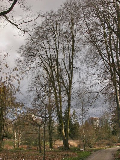 Tilia cordata Tilia cordata