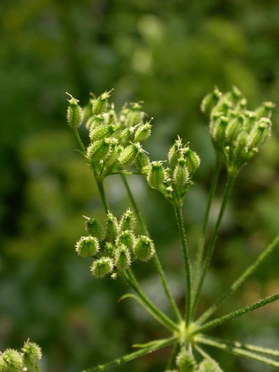 Torilis japonica
