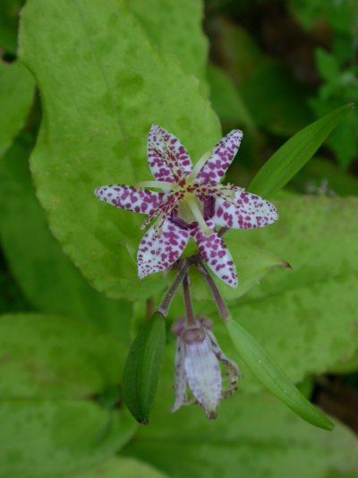 Tricyrtis affinis