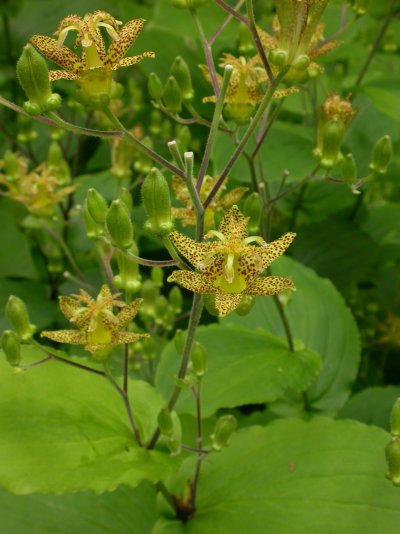 Tricyrtis latifolia