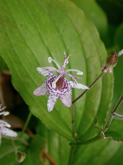 Tricyrtis macropoda