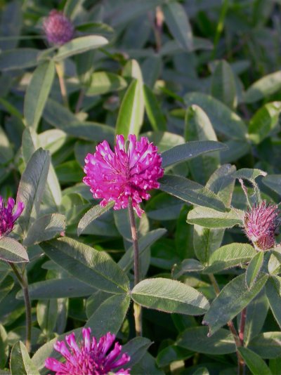 Trifolium alpestre