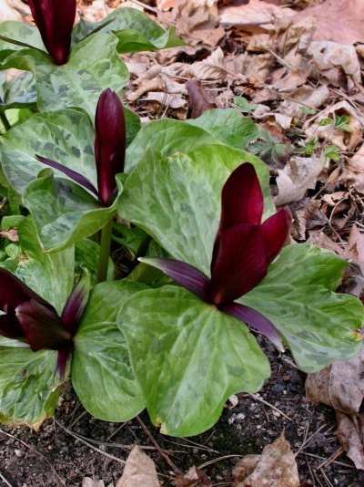 Trillium chloropetalum