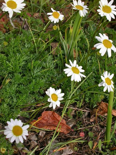 Tripleurospermum caucasicum